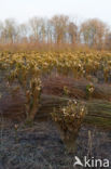 Knotwilg (Salix alba)