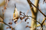 European Goldfinch (Carduelis carduelis)