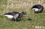 Rotgans (Branta bernicla)