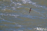 Leach s storm petrel (Oceanodroma leucorhoa)