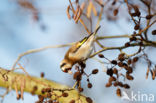 European Goldfinch (Carduelis carduelis)