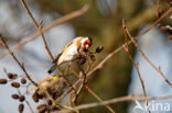 European Goldfinch (Carduelis carduelis)