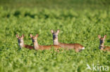 Roe Deer (Capreolus capreolus)