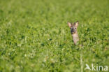 Roe Deer (Capreolus capreolus)