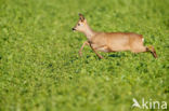 Roe Deer (Capreolus capreolus)