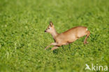 Roe Deer (Capreolus capreolus)