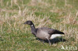 Rotgans (Branta bernicla)