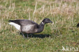 Rotgans (Branta bernicla)