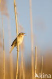 Sedge Warbler (Acrocephalus schoenobaenus)