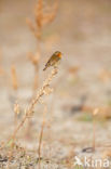 European Robin (Erithacus rubecula)