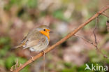 European Robin (Erithacus rubecula)