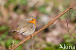 European Robin (Erithacus rubecula)