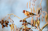 European Goldfinch (Carduelis carduelis)