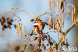European Goldfinch (Carduelis carduelis)
