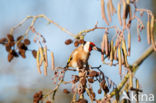 European Goldfinch (Carduelis carduelis)