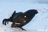 Black Grouse (Tetrao tetrix)