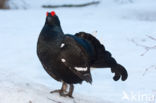 Black Grouse (Tetrao tetrix)