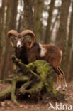 Mouflon (Ovis musimon)