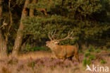 Red Deer (Cervus elaphus)