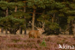 Red Deer (Cervus elaphus)