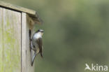 European Pied Flycatcher (Ficedula hypoleuca)