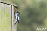 European Pied Flycatcher (Ficedula hypoleuca)