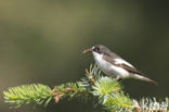 European Pied Flycatcher (Ficedula hypoleuca)