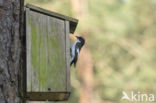 Bonte Vliegenvanger (Ficedula hypoleuca)