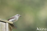 Bonte Vliegenvanger (Ficedula hypoleuca)