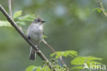 Bonte Vliegenvanger (Ficedula hypoleuca)