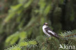 European Pied Flycatcher (Ficedula hypoleuca)