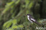 European Pied Flycatcher (Ficedula hypoleuca)