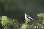 Bonte Vliegenvanger (Ficedula hypoleuca)