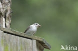 European Pied Flycatcher (Ficedula hypoleuca)