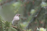 Bonte Vliegenvanger (Ficedula hypoleuca)