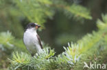 Bonte Vliegenvanger (Ficedula hypoleuca)