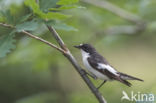 Bonte Vliegenvanger (Ficedula hypoleuca)