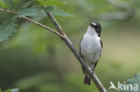 Bonte Vliegenvanger (Ficedula hypoleuca)