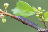 the Lappet (Gastropacha quercifolia)