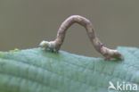 Witvlekspikkelspanner (Parectropis similaria)