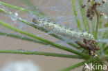 Sitochroa palealis