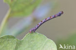 Berkenoogspanner (Cyclophora albipunctata)