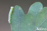 Coxcomb Prominent (Ptilodon capucina)