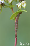 Glanzende marmeruil (Pseudeustrotia candidula)