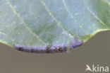 the Lappet (Gastropacha quercifolia)
