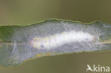 Bruine wapendrager (Clostera curtula)