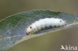 Bruine wapendrager (Clostera curtula)