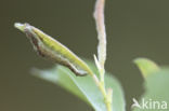 Kleine groenuil (Earias clorana)