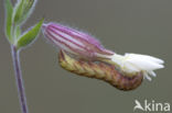 Gevorkte silene-uil (Hadena rivularis)