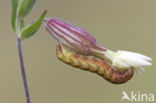 Gevorkte silene-uil (Hadena rivularis)